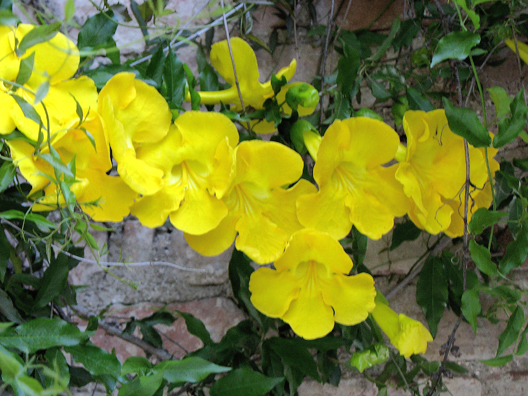 RONDA: Yellow blossoms in the square outside.