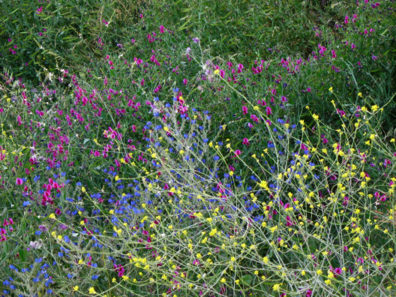 RONDA: A rainbow of roadside flowers.