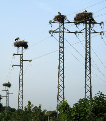 RONDA: Families of storks raise their young atop electrical towers lining the tracks near San Roque.