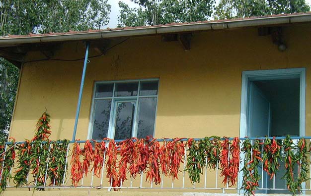 PHASELIS: Half an hour into this trip our bus stopped for the routine bus washing at a small roadside restaurant, where Paul enjoyed a European bottled peach juice but was disconcerted to discover that it was bottled by Coco-Cola. Paula fell in love with the national snack food: göleme, a sort of large crepe folded into a square around cheese and other flavorings and fried in butter. You see signs advertising them as commonly in Turkey as you do signs for burgers in the U.S. Traditionally they are served with a salty yogurt drink called iran. We saw a woman cooking them here. We stretched our legs along a nearby country lane where we spotted this row of peppers hanging up to dry--a common site around the countryside, and even in cities.