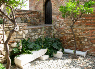 MALAGE: Acanthus blooming in a patio.