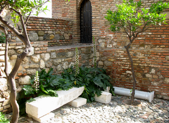 MALAGE: Acanthus blooming in a patio.