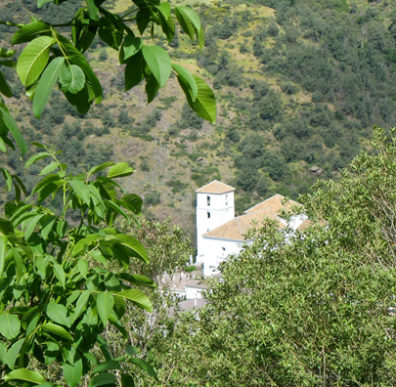 LAS ALPUJARRAS: View through the trees of the church in Bubión.