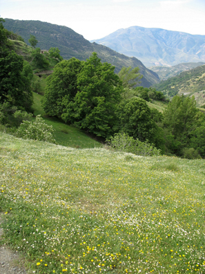 LAS ALPUJARRAS: Flowers covered the fields we hiked through.