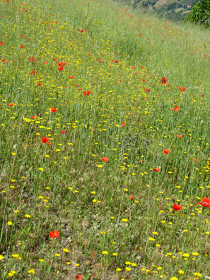 LAS ALPUJARRAS: Mullein