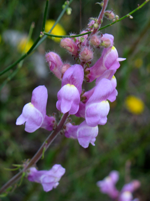 LAS ALPUJARRAS: Wild snapdragons. Both are very common in Spain.