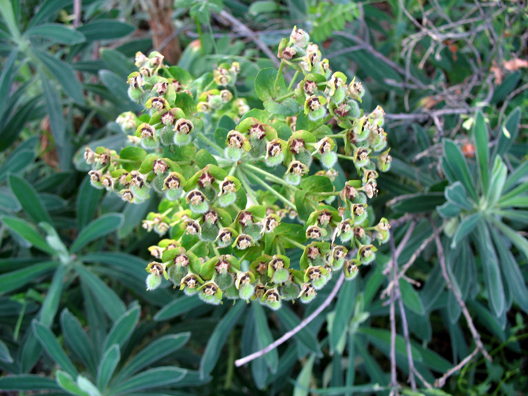 LAS ALPUJARRAS: An interesting seed-head.