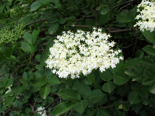 LAS ALPUJARRAS: A natural bouquet.