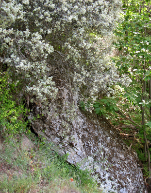 LAS ALPUJARRAS: Flowers cascading down over a lichen-covered rock.
