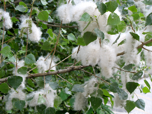LAS ALPUJARRAS: Cottonwood fluff was blowing around the town.
