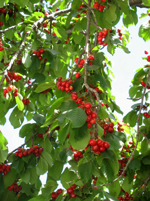 LAS ALPUJARRAS: Cherry trees grow throughout the town and in an orchard above it.