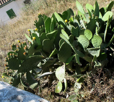 GRANADA: We saw cactus like this in many places, sometimes planted in hedges as a kind of natural barbed-wire fence.