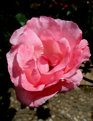 ALHAMBRA: Roses are of course the signature flower of Spain, and there were plenty in bloom here.