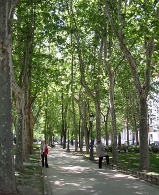 MADRID: The broad, leafy boulevard in front of the Prado is called, logically enough, the “Paseo del Prado,” but while we were there it was not entirely peaceful. We missed it, but we read about a large demonstration led by Baroness Carmen Thyssen against a plan to transplant or destroy many of these majestic trees in an ambitious rebuilding plan.