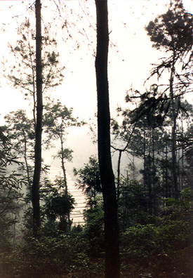 MT. EMEI: Stayed overnight in luxurious (by Chinese standards) mountain inn near Mt. Emei. The rooms were very large, but it was our only noisy hotel, with the TV playing loudly next door. This is the view from the grounds in the woods, looking over rice paddies in the morning "mist" (pollution).
