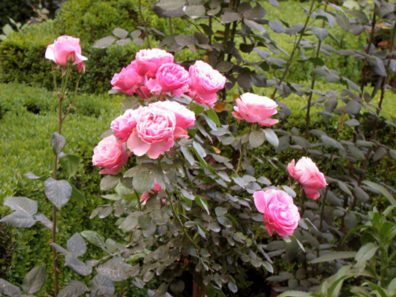 ALHAMBRA: . . . past the roses . . .