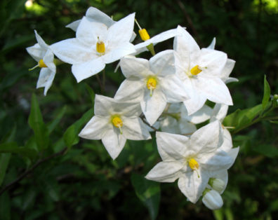 MADRID: After a long day riding the train back to Madrid, chatting with friendly visitors from Australia, Japan, and the U.S., we decided to explore the Botanical Gardens, but were disappointed to find them rather scraggly and unkempt. However, these jasmine blossoms were very pretty.