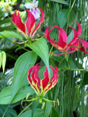 ALHAMBRA: There were also some spectacular blooms in the tropical plants hothouse. What we enjoyed most, however, was a very extensive exhibit in a pavilion within the garden featuring various photographers’ portraits of French movie star Isabelle Huppert.