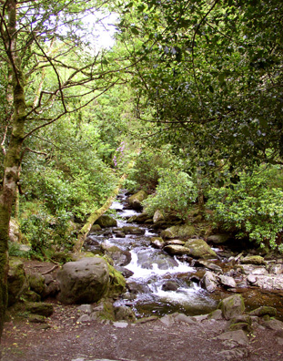 KILLARNEY NAT. PARK: After Kilkenny, we drove along narrow, winding mountain roads through Killarney National Park. The views were breathtaking, if damp (it rained off and on all day). This is the stream just below the famous Torc Waterfall. The surrounding moss-covered forest is breathtakingly beautiful--it seemed like we had entered Tolkein's Middle Earth. The tiny pink streaks in the center of the picture are branches of wild rhododendrons in bloom.