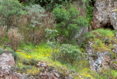 ANDALUCIA: From now on the fields and hills were carpeted with green grass and wildflowers. May is the perfect time to view the countryside of Andalucia—after the rains and before the scorching heat turns everything brown.
