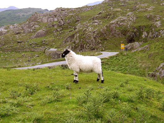 KILLARNEY NAT. PARK: Higher up in the park is a rare chance to pull off the extremely narrow road and admire the landscape: Ladies View.