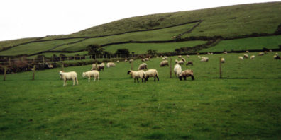 DINGLE BEACH: Our drives through the Irish countryside left us deeply moved by the intensely vivid quilt of green marked off into patches by hedgerows. In Dingle we arrived at our bed and breakfast place to find that next door was this sheep pasture.