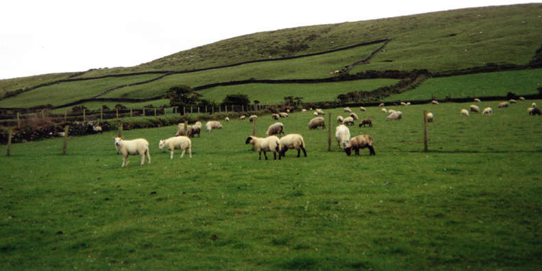 DINGLE BEACH: Our drives through the Irish countryside left us deeply moved by the intensely vivid quilt of green marked off into patches by hedgerows. In Dingle we arrived at our bed and breakfast place to find that next door was this sheep pasture.