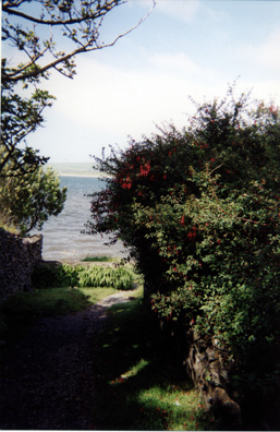 DINGLE BEACH: Long stretches of the road around the Dingle Peninsula are lined with hedges of wild fuchsias like this.