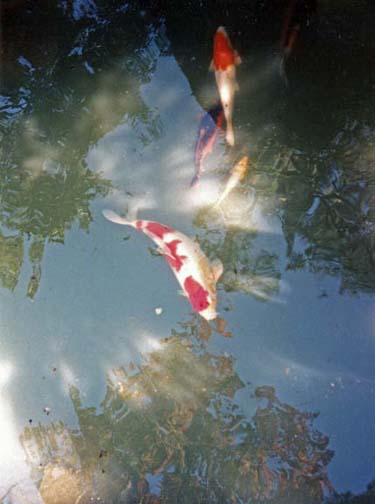 KURASHIKI: Decorative Koi, or carp, in the garden pond at the Ohara Museum, Kurashiki. May 20, 1998