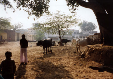 Village cattle are taken into the city every day to graze and at sunset wander back to their owners to be led back home. In no other country are cattle led into town to be fed; pious Hindus feel an obligation to offer the cows food.