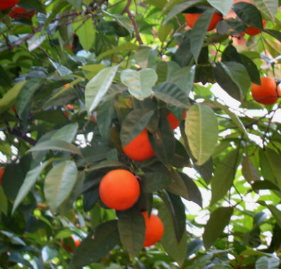 CARMONA: Orange trees in the churchyard of the Iglesia de Santa Mara la Mayor, Carmona.