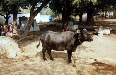 The small structure on the left under the trees is a tiny temple to Shiva.