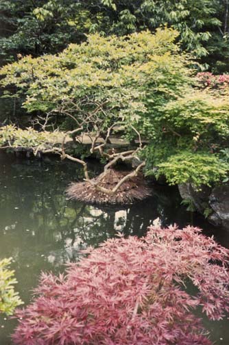 NARA: We couldn’t figure out what the straw structure surrounding the base of the shrub in the water was.