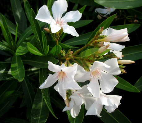 CARMONA: In the Parque Maria Luisa, Sevilla