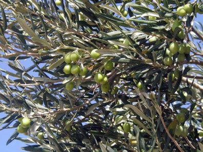 TROY: Near the site of Troy I snapped this shot of olives growing on a tree overhead.