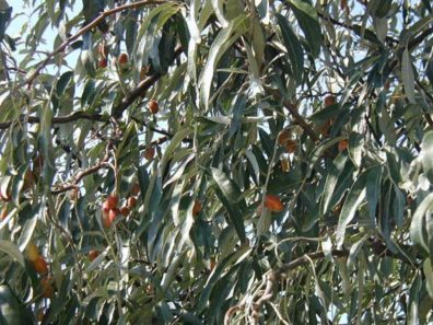 TROY: Ripening olives from later in the trip.