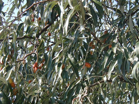 TROY: Ripening olives from later in the trip.