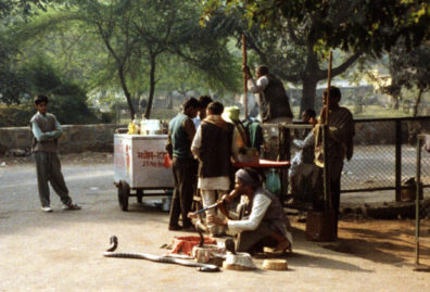 This snake charmer and his three cobras doesn't seem to worry the group of men behind him as he plays on his been, traditional instrument of snake charmers.