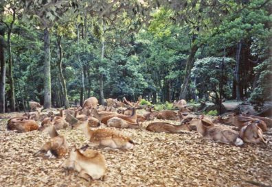 NARA: Deer in the park bedding down peacefully for the night. These deer are very tame, used to being hand-fed deer “cookies” by tourists.