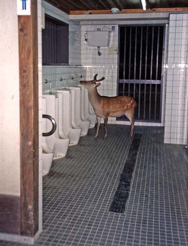 NARA: Young stag using the men's room, grounds of the Todai-ji Temple, Nara. May 21, 1998