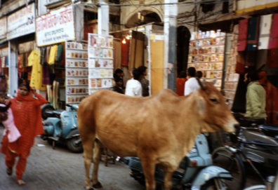 Cows wander unmolested because of the respect in which they are held by Hindus, though many modern Indians resent the traffic tie-ups they cause.