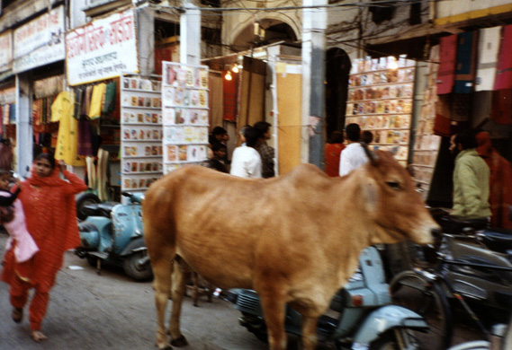 Cows wander unmolested because of the respect in which they are held by Hindus, though many modern Indians resent the traffic tie-ups they cause.