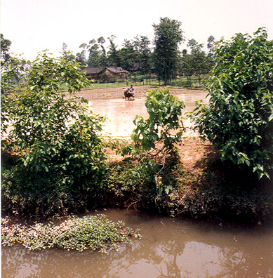 AGRICULTURE: The only shot I got to take of agriculture, man plowing rice paddy with a water buffalo. In the next paddy a gas-powered cultivator was being used. The dense dotting of farm families working in rural fields reminded me of a demographic map--very different from the wide, unpopulated fields of the U.S. One of the great frustrations of traveling on guided tours is that bus drivers are generally deaf to all pleas to pause for impromptu photography. They are always bent on getting to their next scheduled stopping place regardless of what wonders you may be passing through.