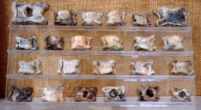 DELPHI: Knuckle-bones used in games. Note how nicely the auto-focus captured the texture of the backcloth (grrr).