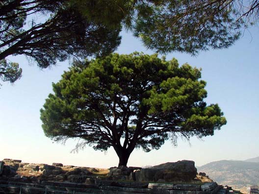 PERGAMUM ACEOPOLIS: This is the site from which German archeologists purchased and removed the magnificent Altar of Zeus which is now in the Pergamon Museum, Berlin. At least the tree growing there is pretty.