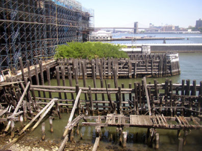 NEW YORK: The ferry docks are being extensively redeveloped as a major tourist attraction, but the crumbling older piers have meanwhile sprung a small forest of young trees among their planks.