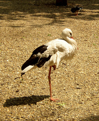 BUDAPEST: Most of the attractions on the island are less historical than recreational.