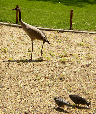 BUDAPEST: Like this small zoo.