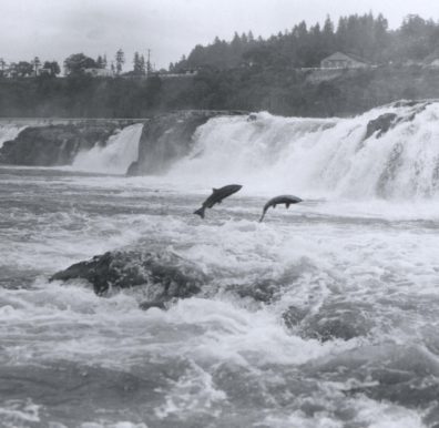 Salmon leaping at Willamette Falls