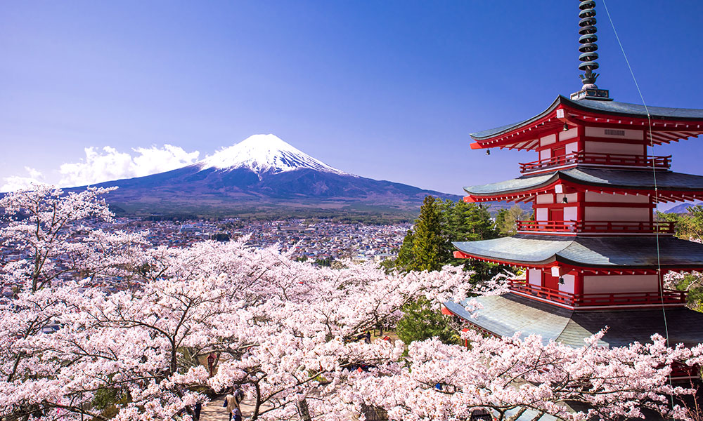 View of Mt. Fujiama over the tops of cherry trees in blossom with a red & white pagoca towering in foreground with pine trees behind.